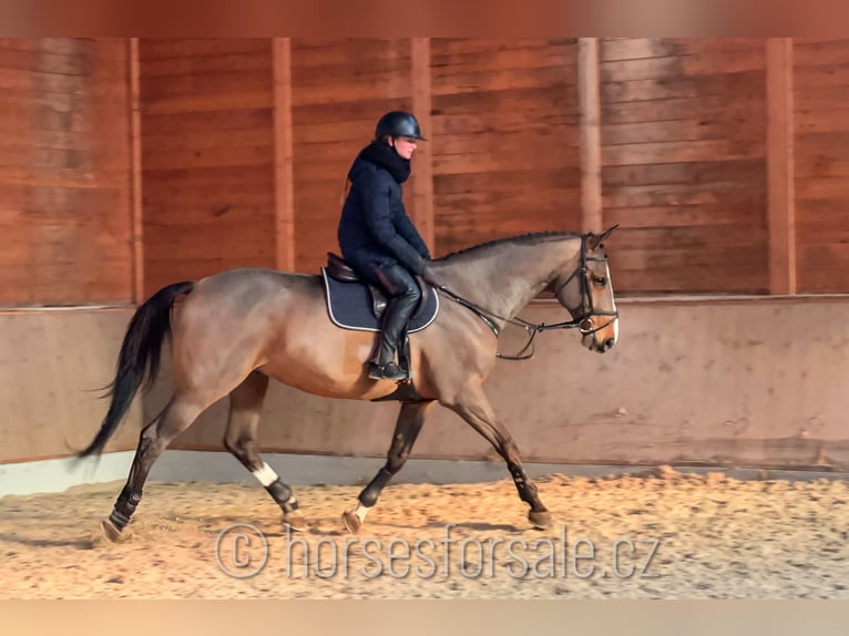 Caballo de deporte irlandés Caballo castrado 10 años 175 cm Castaño in Region Prag