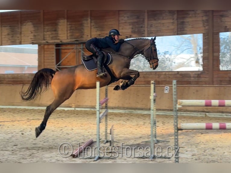 Caballo de deporte irlandés Caballo castrado 10 años 175 cm Castaño in Region Prag