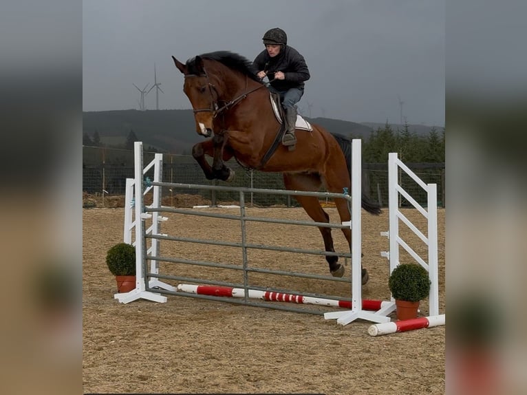 Caballo de deporte irlandés Caballo castrado 10 años 182 cm Castaño in Pepingen