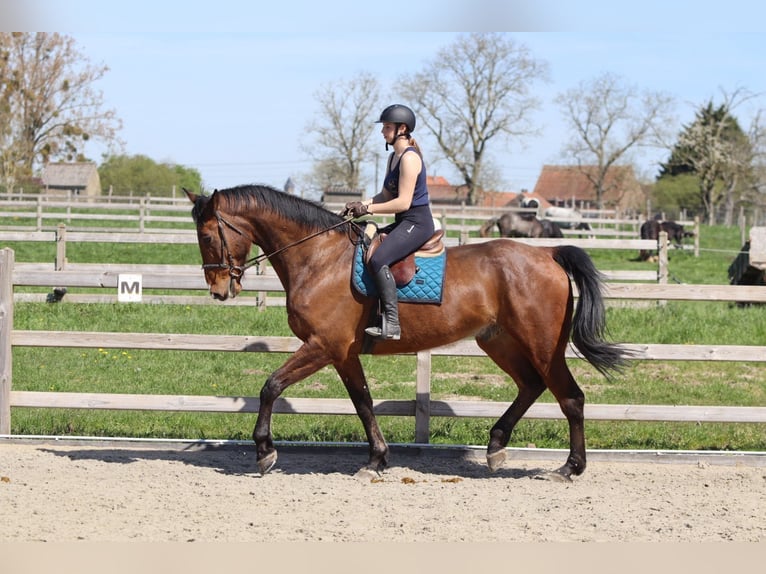 Caballo de deporte irlandés Caballo castrado 10 años 182 cm Castaño in Pepingen