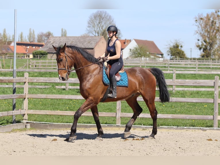 Caballo de deporte irlandés Caballo castrado 10 años 182 cm Castaño in Pepingen