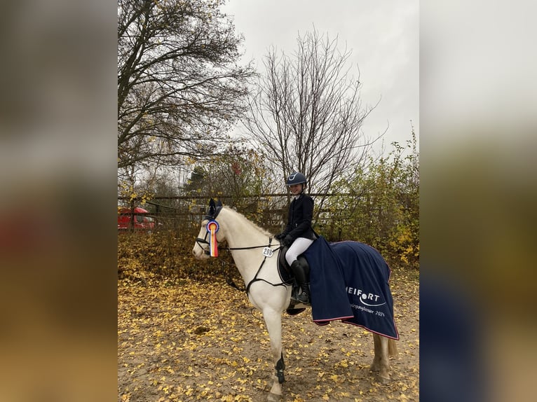 Caballo de deporte irlandés Caballo castrado 11 años 148 cm Cremello in L&#xFC;beck