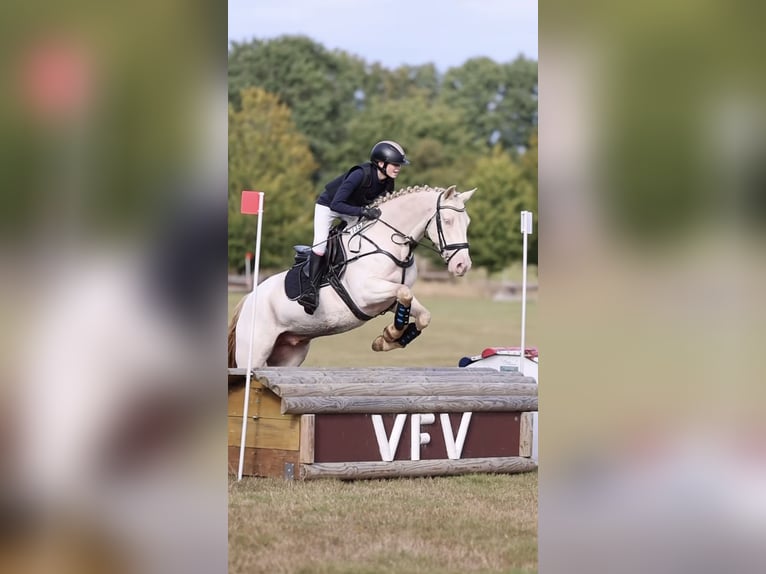 Caballo de deporte irlandés Caballo castrado 11 años 148 cm Cremello in L&#xFC;beck