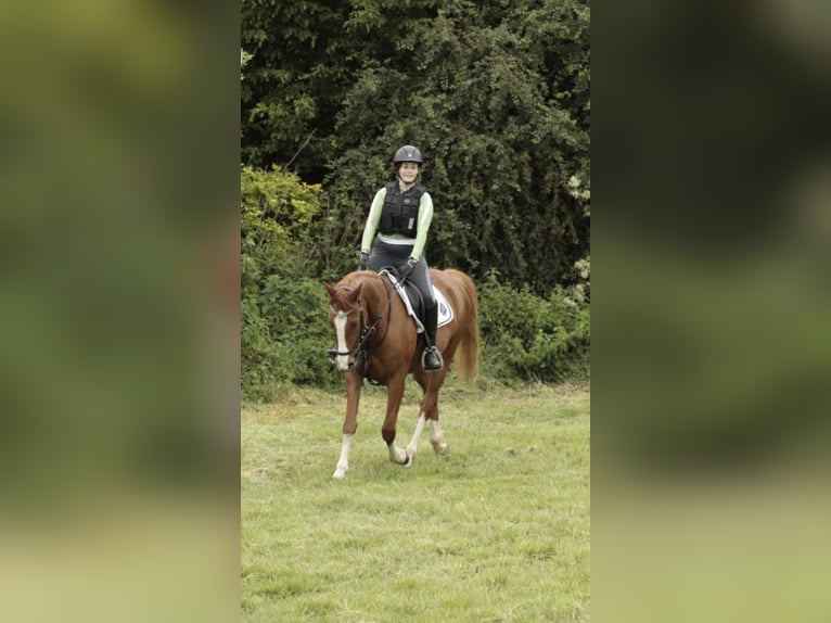 Caballo de deporte irlandés Caballo castrado 11 años 160 cm Alazán-tostado in Langerwisch