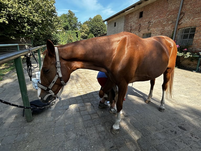 Caballo de deporte irlandés Caballo castrado 11 años 160 cm Alazán-tostado in Langerwisch