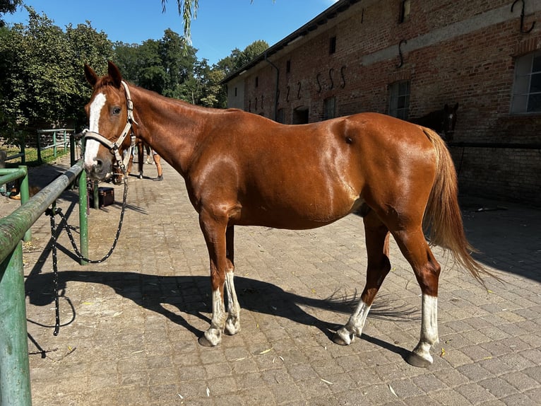 Caballo de deporte irlandés Caballo castrado 11 años 160 cm Alazán-tostado in Langerwisch