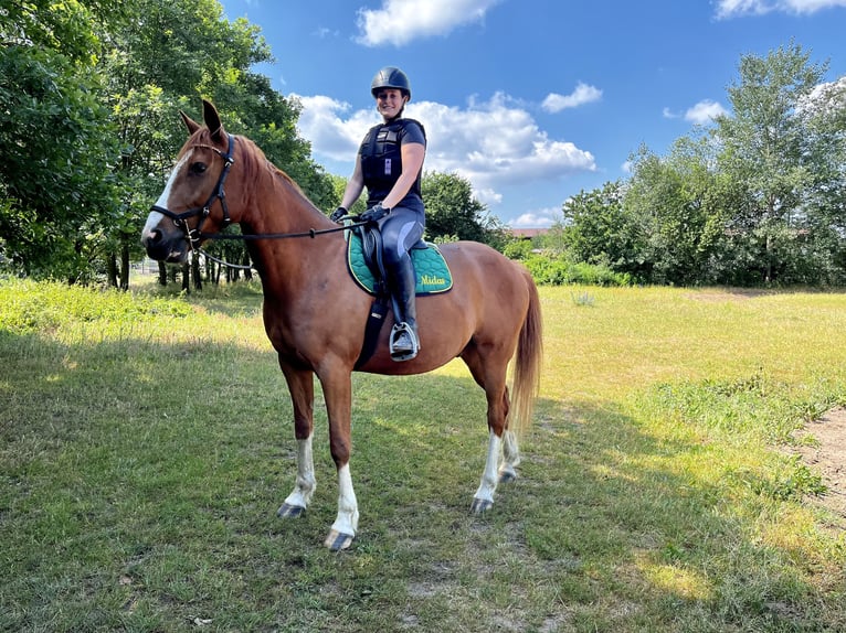 Caballo de deporte irlandés Caballo castrado 11 años 160 cm Alazán-tostado in Langerwisch