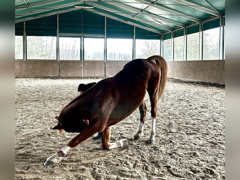 Caballo de deporte irlandés Caballo castrado 11 años 160 cm Alazán-tostado in Langerwisch