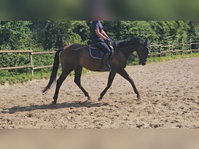 Caballo de deporte irlandés Caballo castrado 11 años 162 cm Morcillo in Nettetal