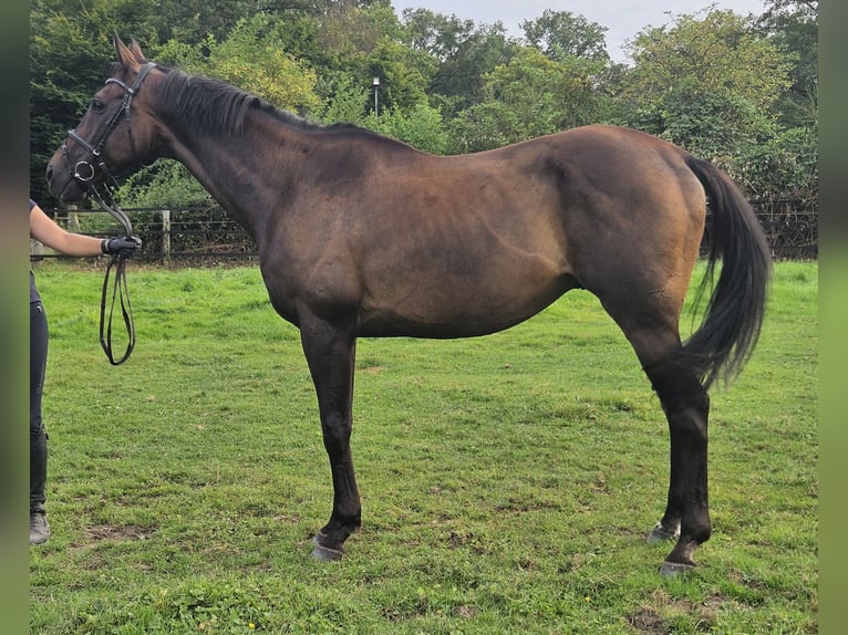 Caballo de deporte irlandés Caballo castrado 11 años 162 cm Morcillo in Nettetal