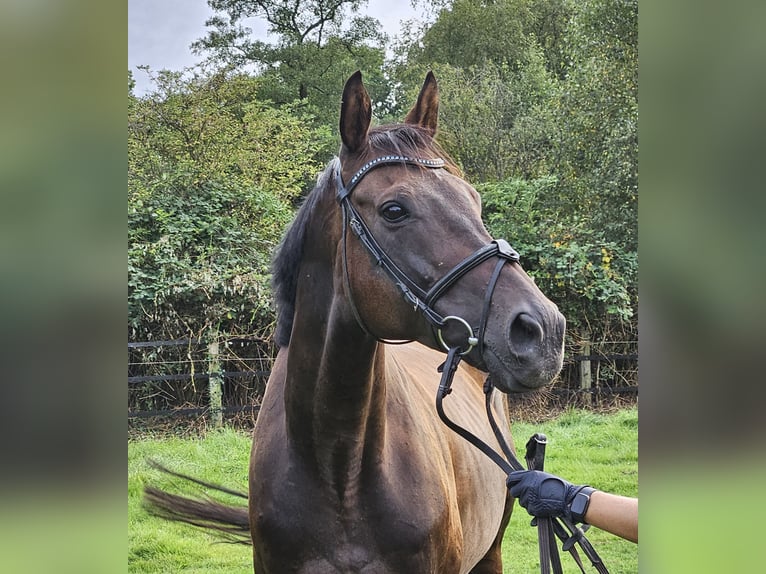 Caballo de deporte irlandés Caballo castrado 11 años 162 cm Morcillo in Nettetal