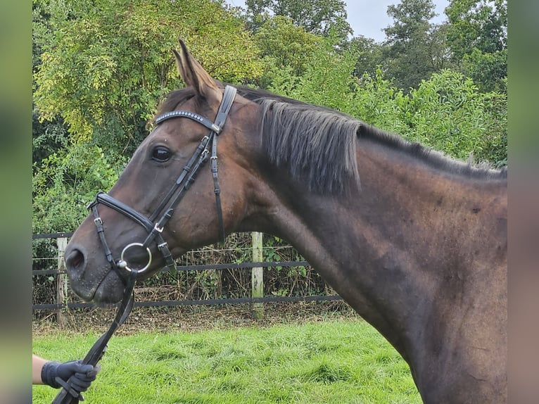 Caballo de deporte irlandés Caballo castrado 11 años 162 cm Morcillo in Nettetal