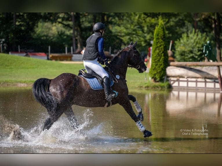 Caballo de deporte irlandés Caballo castrado 11 años 165 cm Morcillo in Berge