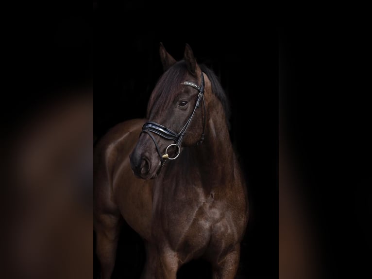 Caballo de deporte irlandés Caballo castrado 11 años 165 cm Morcillo in Berge