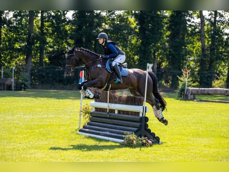 Caballo de deporte irlandés Caballo castrado 11 años 165 cm Morcillo in Berge