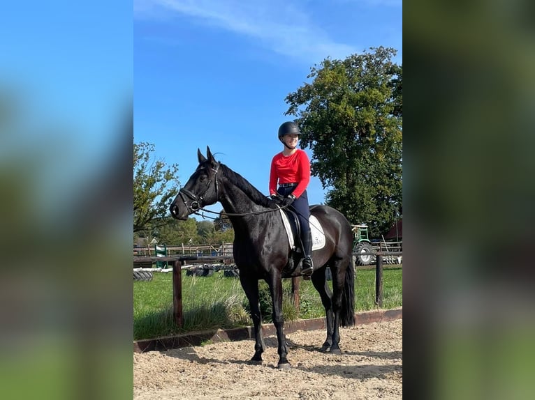 Caballo de deporte irlandés Caballo castrado 11 años 165 cm Morcillo in Berge