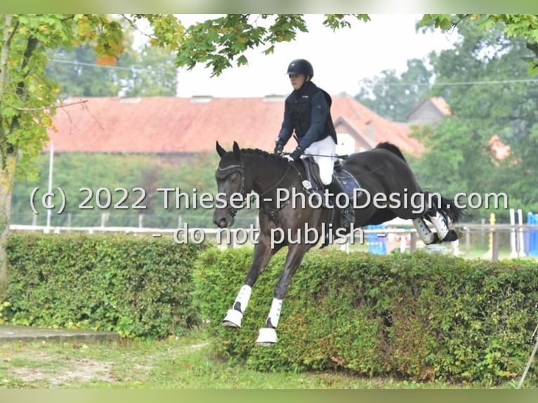 Caballo de deporte irlandés Caballo castrado 11 años 165 cm Morcillo in Berge