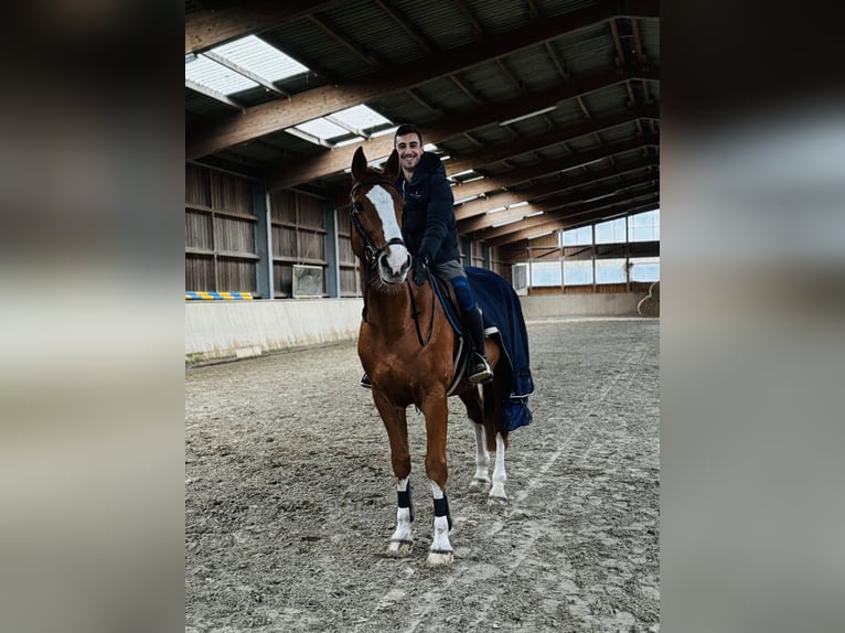 Caballo de deporte irlandés Caballo castrado 11 años 169 cm Alazán in Blankenfelde-Mahlow