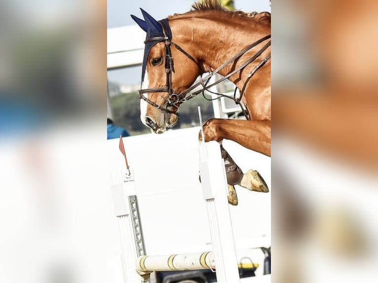 Caballo de deporte irlandés Caballo castrado 11 años 169 cm Alazán in Blankenfelde-Mahlow