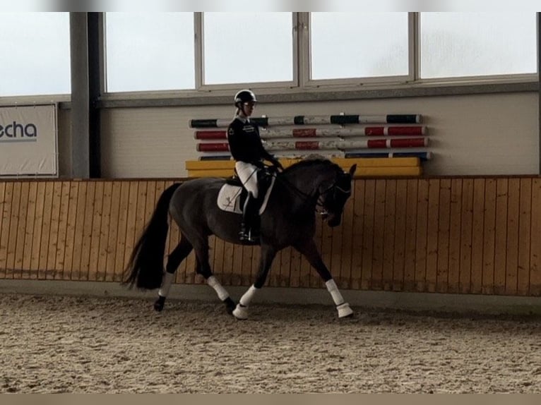 Caballo de deporte irlandés Caballo castrado 11 años 169 cm Castaño oscuro in Kaunas