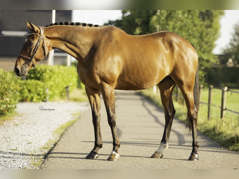 Caballo de deporte irlandés Caballo castrado 11 años 170 cm in Hoevelaken