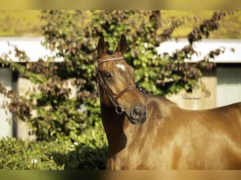 Caballo de deporte irlandés Caballo castrado 11 años 170 cm in Hoevelaken