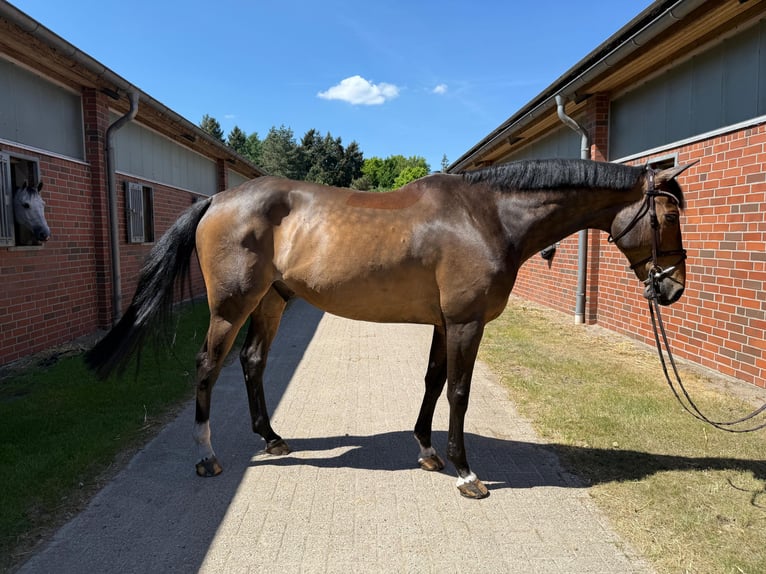 Caballo de deporte irlandés Caballo castrado 11 años 171 cm Castaño oscuro in Vechta