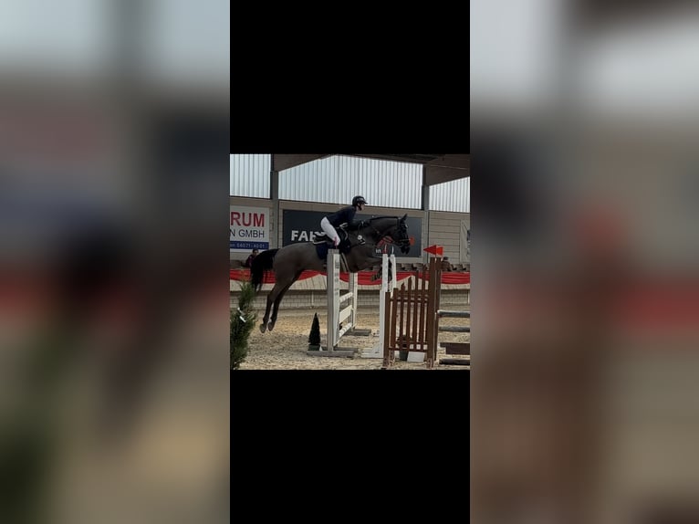 Caballo de deporte irlandés Caballo castrado 11 años 172 cm Negro in Hofheim am Taunus