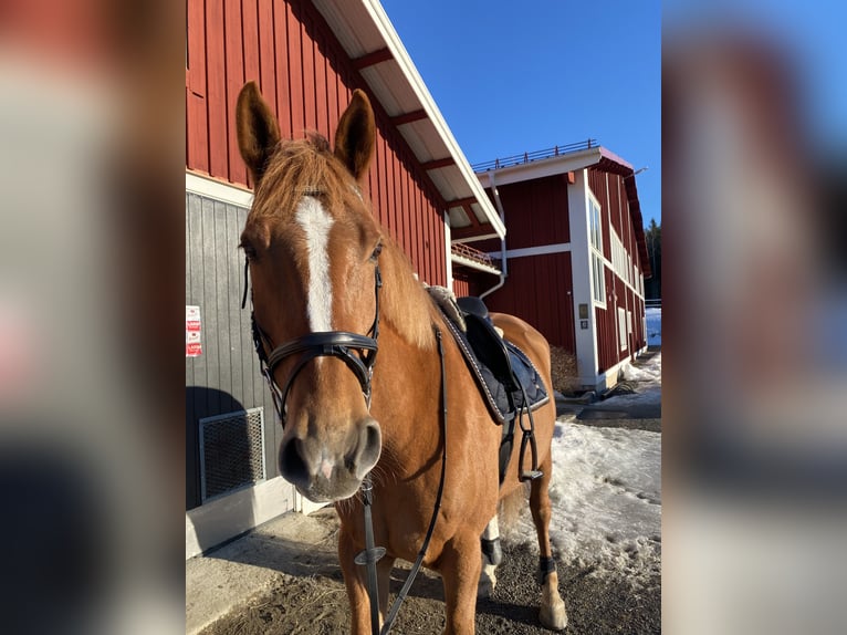 Caballo de deporte irlandés Caballo castrado 11 años 173 cm Alazán-tostado in Ljusdal