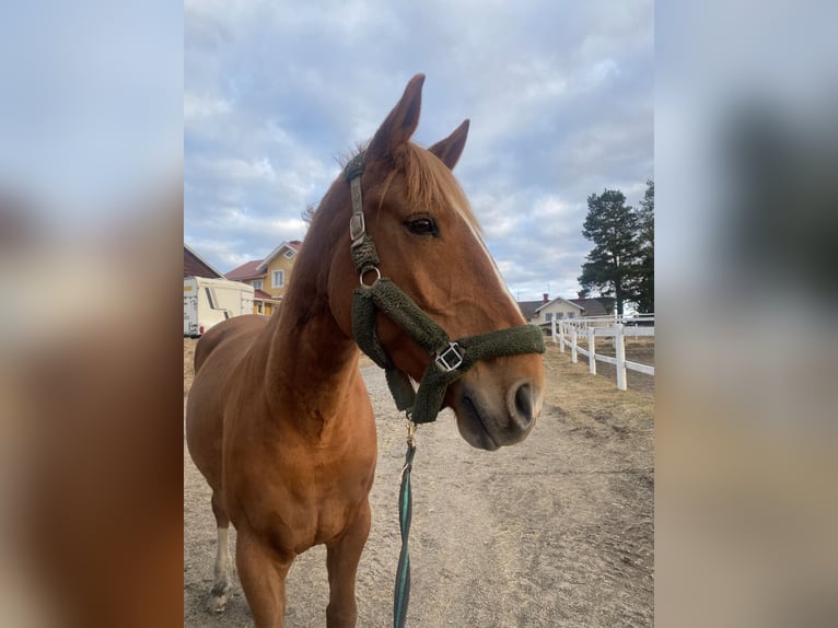 Caballo de deporte irlandés Caballo castrado 11 años 173 cm Alazán-tostado in Ljusdal