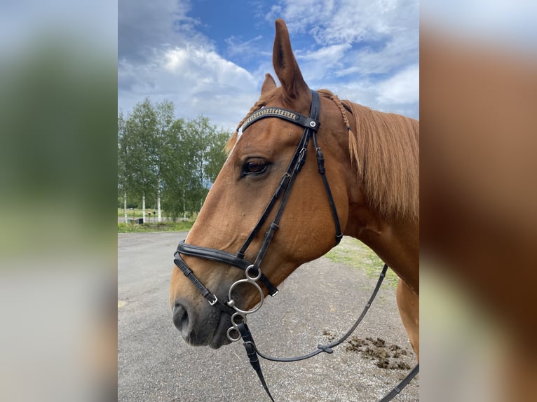 Caballo de deporte irlandés Caballo castrado 11 años 173 cm Alazán-tostado in Ljusdal