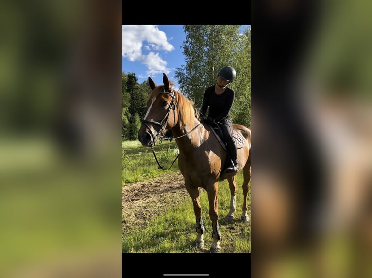 Caballo de deporte irlandés Caballo castrado 11 años 173 cm Alazán-tostado in Ljusdal