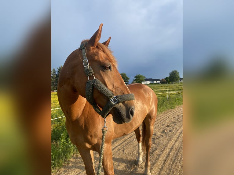 Caballo de deporte irlandés Caballo castrado 11 años 173 cm Alazán-tostado in Ljusdal