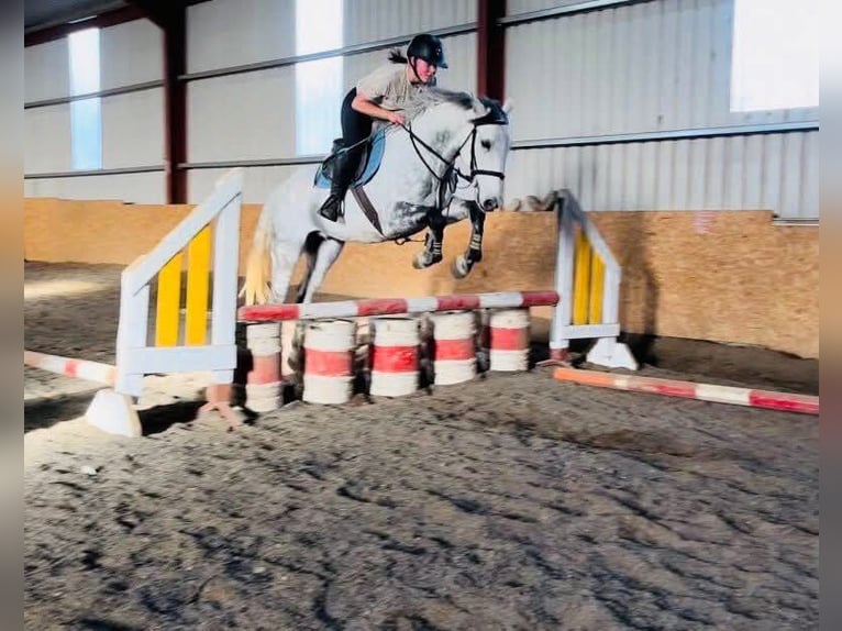 Caballo de deporte irlandés Caballo castrado 12 años 160 cm Tordo in Sligo