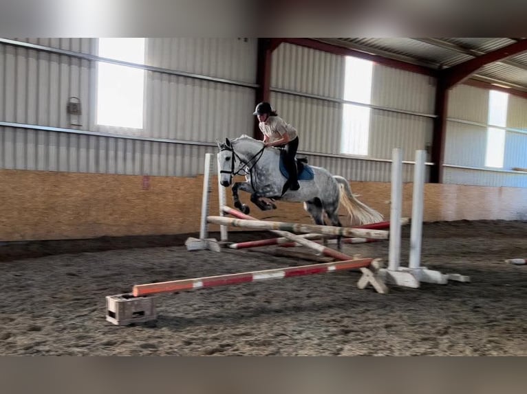 Caballo de deporte irlandés Caballo castrado 12 años 160 cm Tordo in Sligo