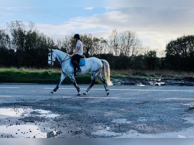 Caballo de deporte irlandés Caballo castrado 12 años 160 cm Tordo in Sligo