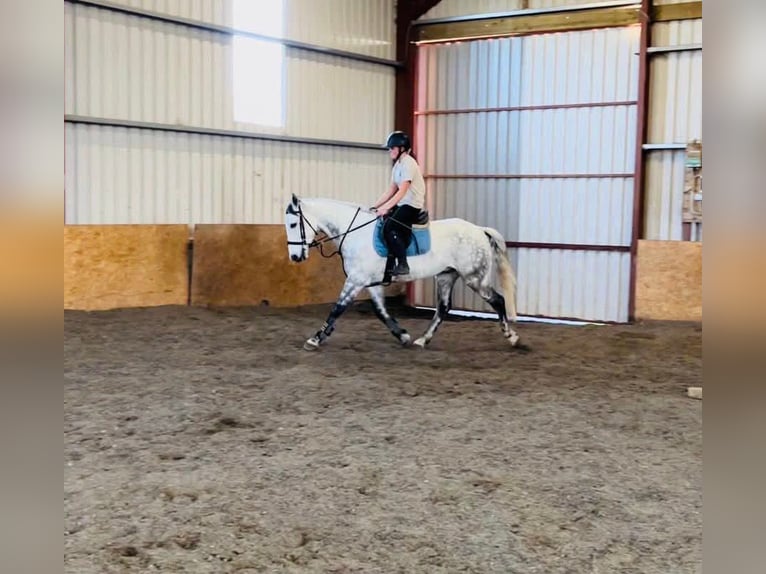 Caballo de deporte irlandés Caballo castrado 12 años 160 cm Tordo in Sligo