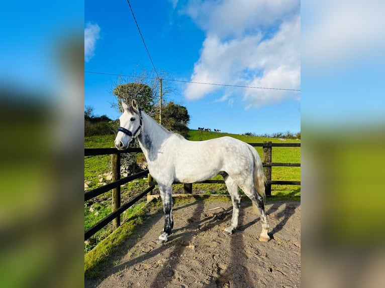 Caballo de deporte irlandés Caballo castrado 12 años 160 cm Tordo in Sligo