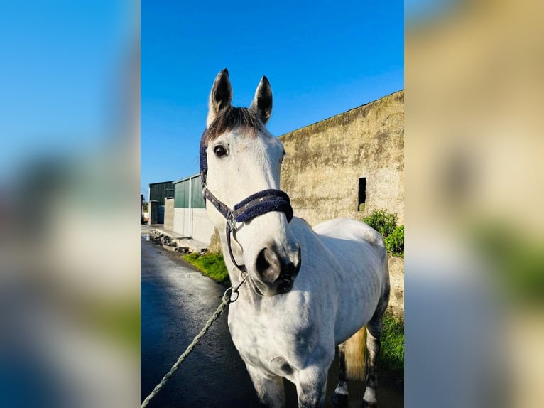 Caballo de deporte irlandés Caballo castrado 12 años 160 cm Tordo in Sligo