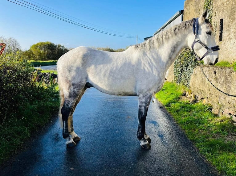 Caballo de deporte irlandés Caballo castrado 12 años 160 cm Tordo in Sligo