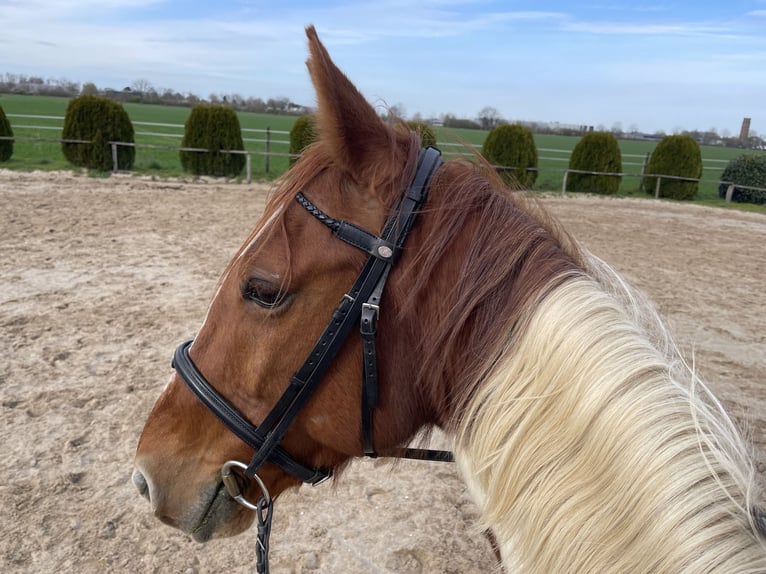 Caballo de deporte irlandés Caballo castrado 12 años 161 cm Pío in Tönisvorst