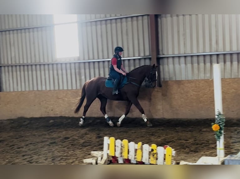 Caballo de deporte irlandés Caballo castrado 12 años 168 cm Alazán-tostado in Sligo Caballo de deporte irlandés Caballo castrado 12 años 168 cm Alazán-tostado in Sligo