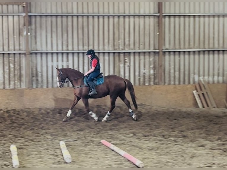 Caballo de deporte irlandés Caballo castrado 12 años 168 cm Alazán-tostado in Sligo Caballo de deporte irlandés Caballo castrado 12 años 168 cm Alazán-tostado in Sligo