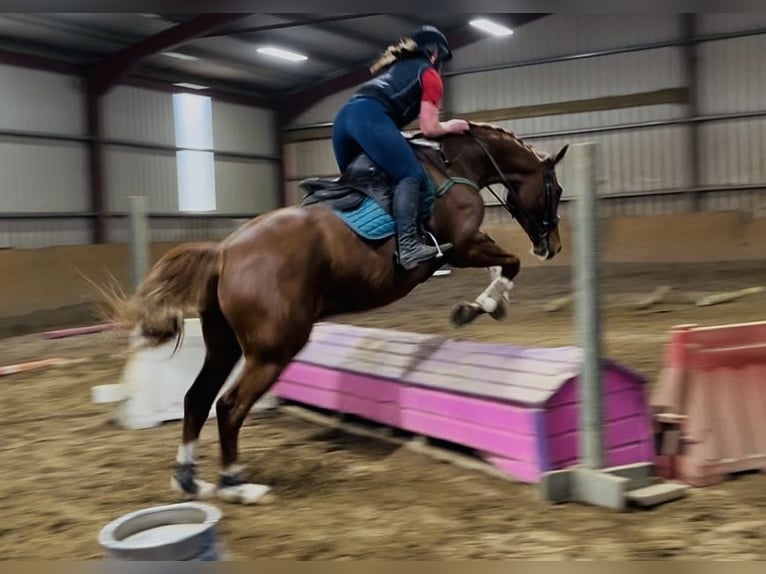 Caballo de deporte irlandés Caballo castrado 12 años 168 cm Alazán-tostado in Sligo Caballo de deporte irlandés Caballo castrado 12 años 168 cm Alazán-tostado in Sligo