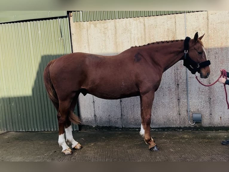 Caballo de deporte irlandés Caballo castrado 12 años 168 cm Alazán-tostado in Sligo
