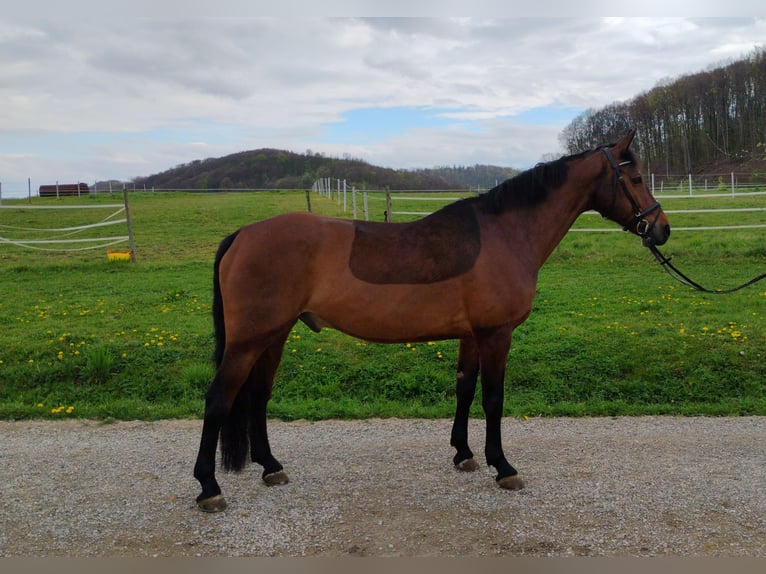 Caballo de deporte irlandés Caballo castrado 12 años 168 cm Castaño in Inzlingen