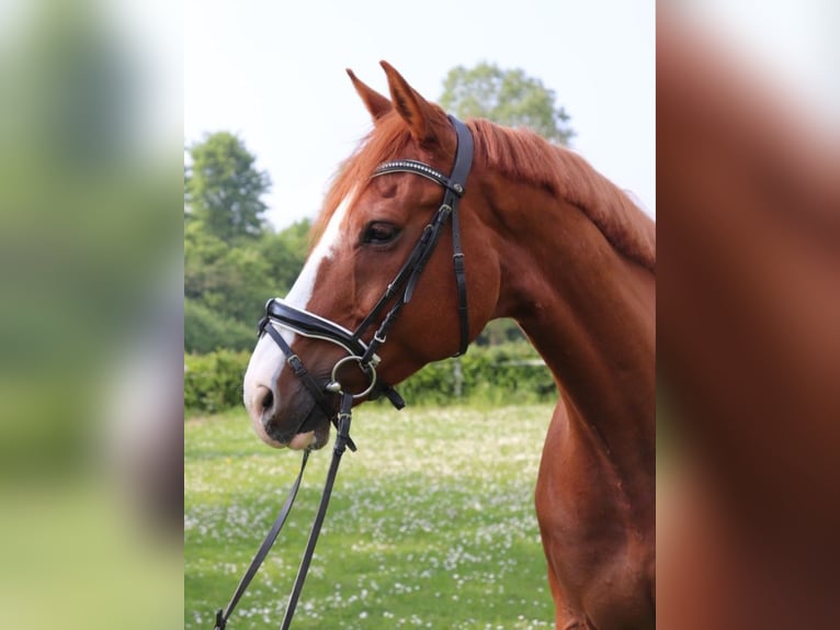 Caballo de deporte irlandés Caballo castrado 12 años 170 cm Alazán in Oyten