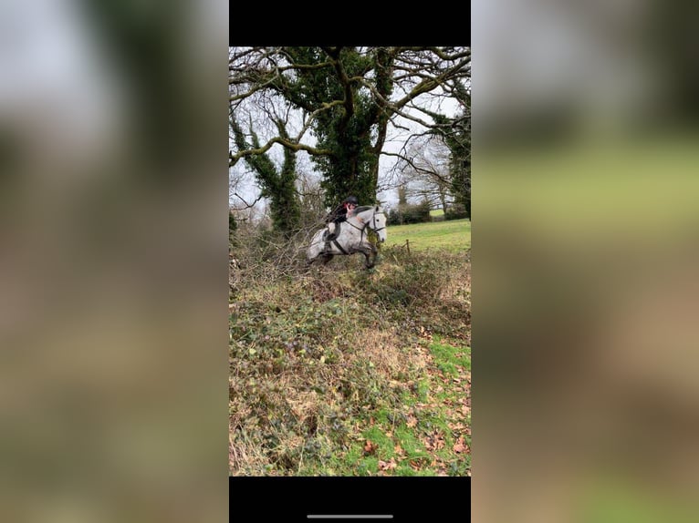 Caballo de deporte irlandés Caballo castrado 12 años 173 cm Tordo rodado in Sligo