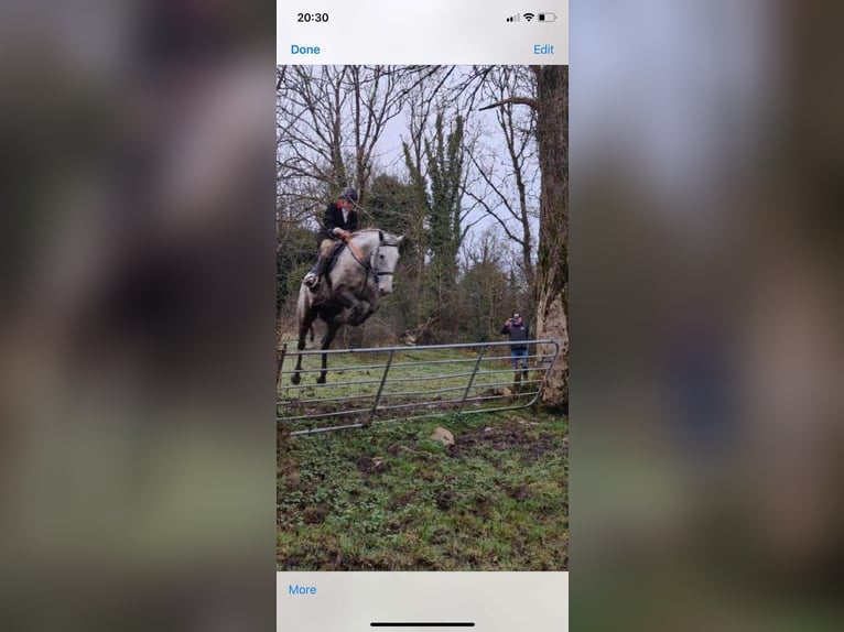 Caballo de deporte irlandés Caballo castrado 12 años 173 cm Tordo rodado in Sligo