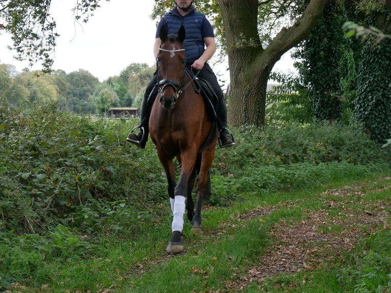 Caballo de deporte irlandés Caballo castrado 13 años 163 cm in Dorsten